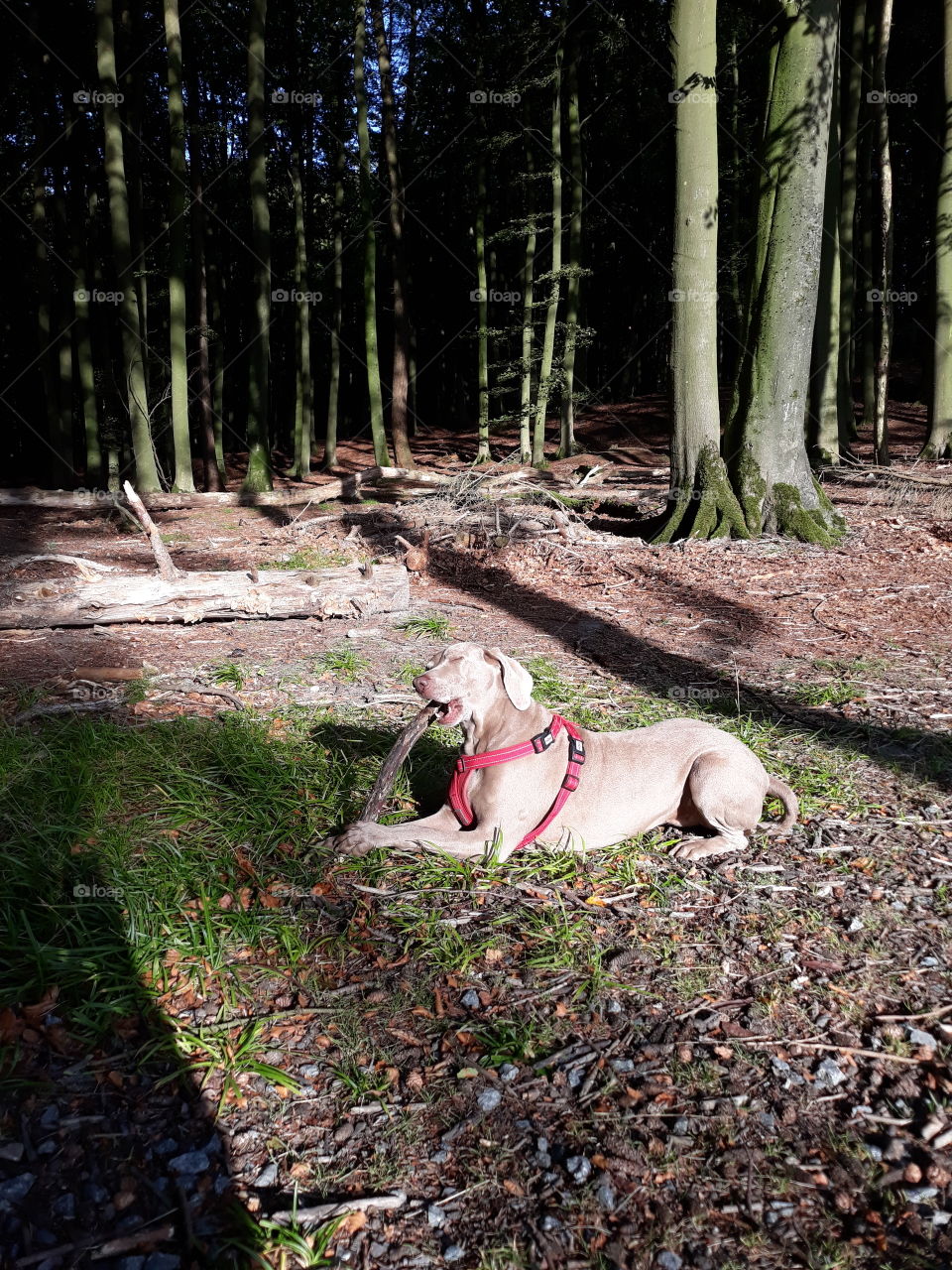 so ein schöner Stock zum knabbern