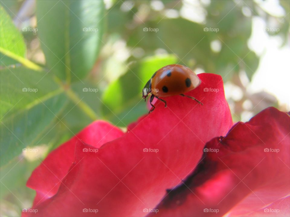 Ladybug on a rose