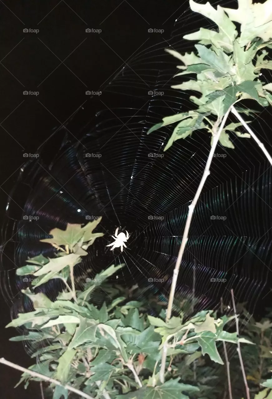 spider