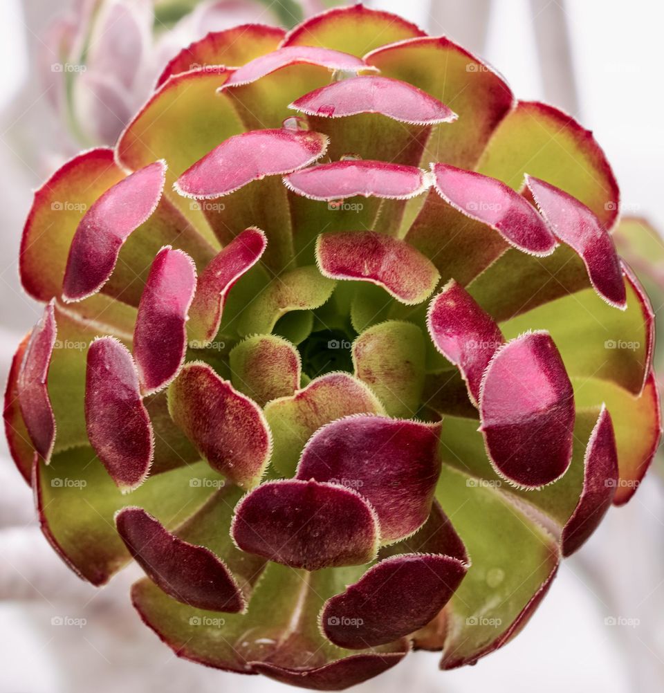 Red & green succulent plant