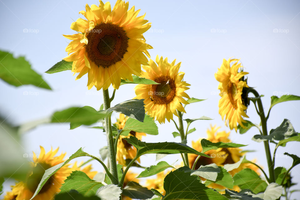 Nature, Summer, Leaf, Flora, Flower