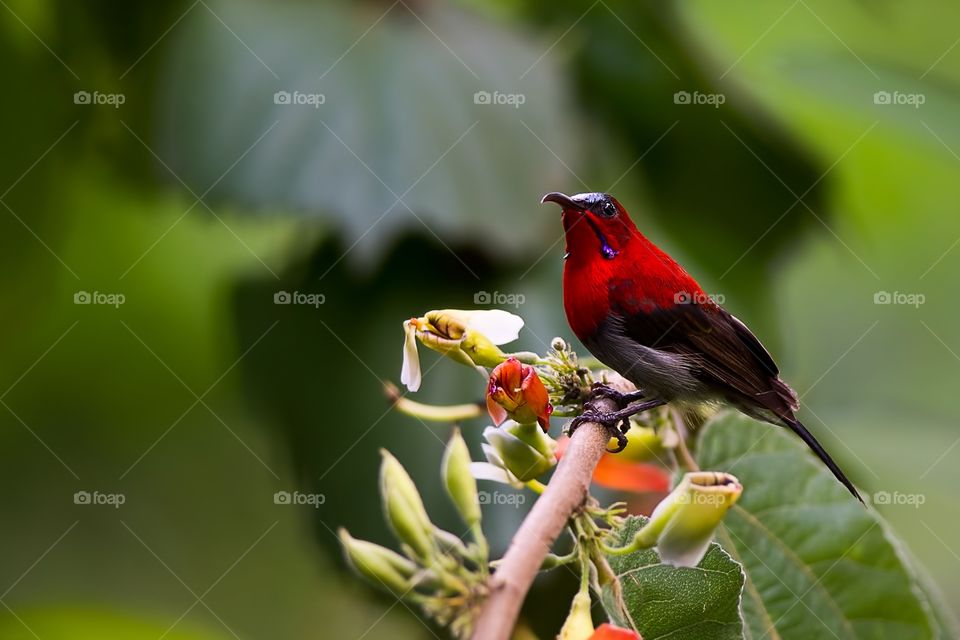 Crimson Sunbird 