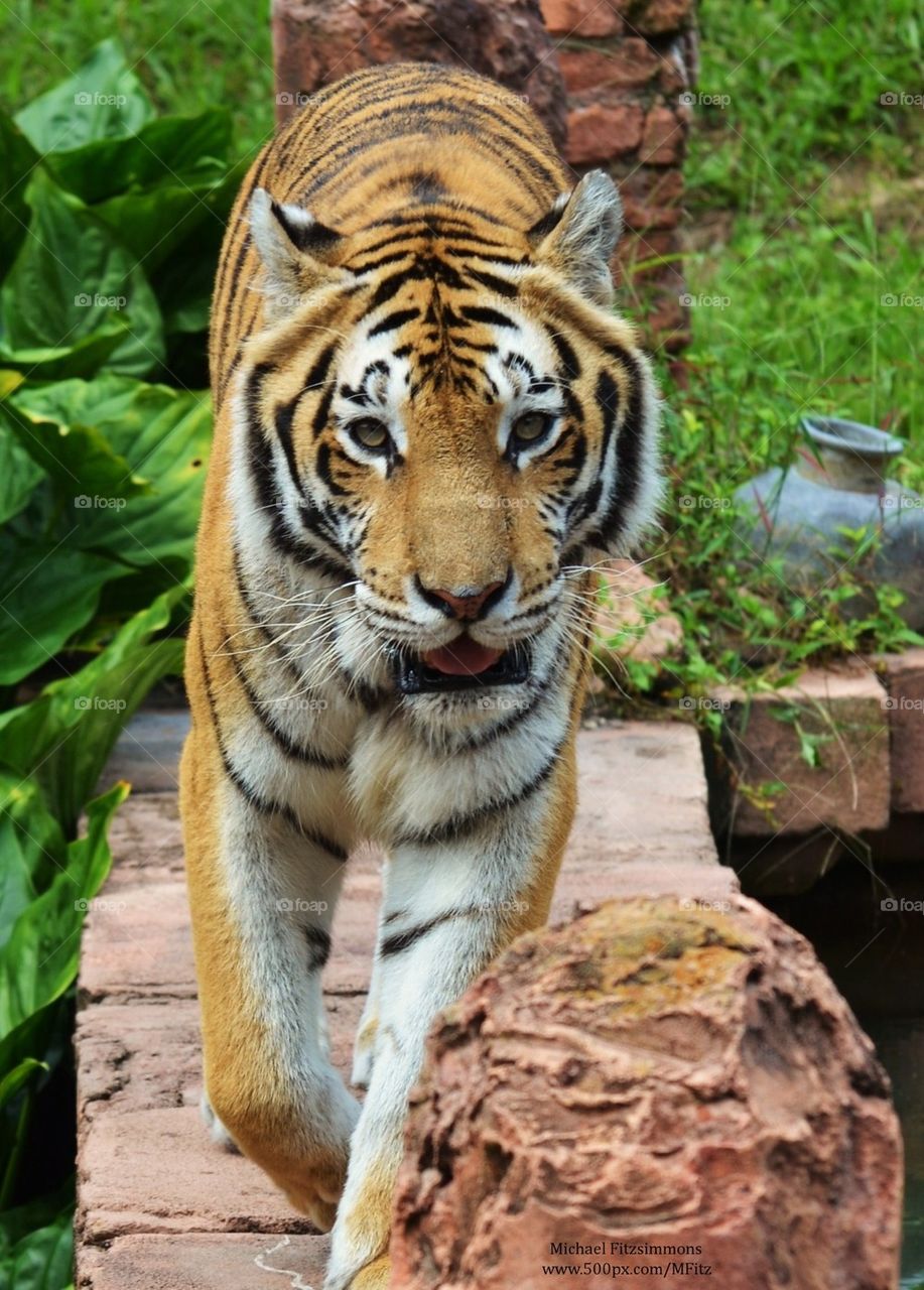 Tiger walking