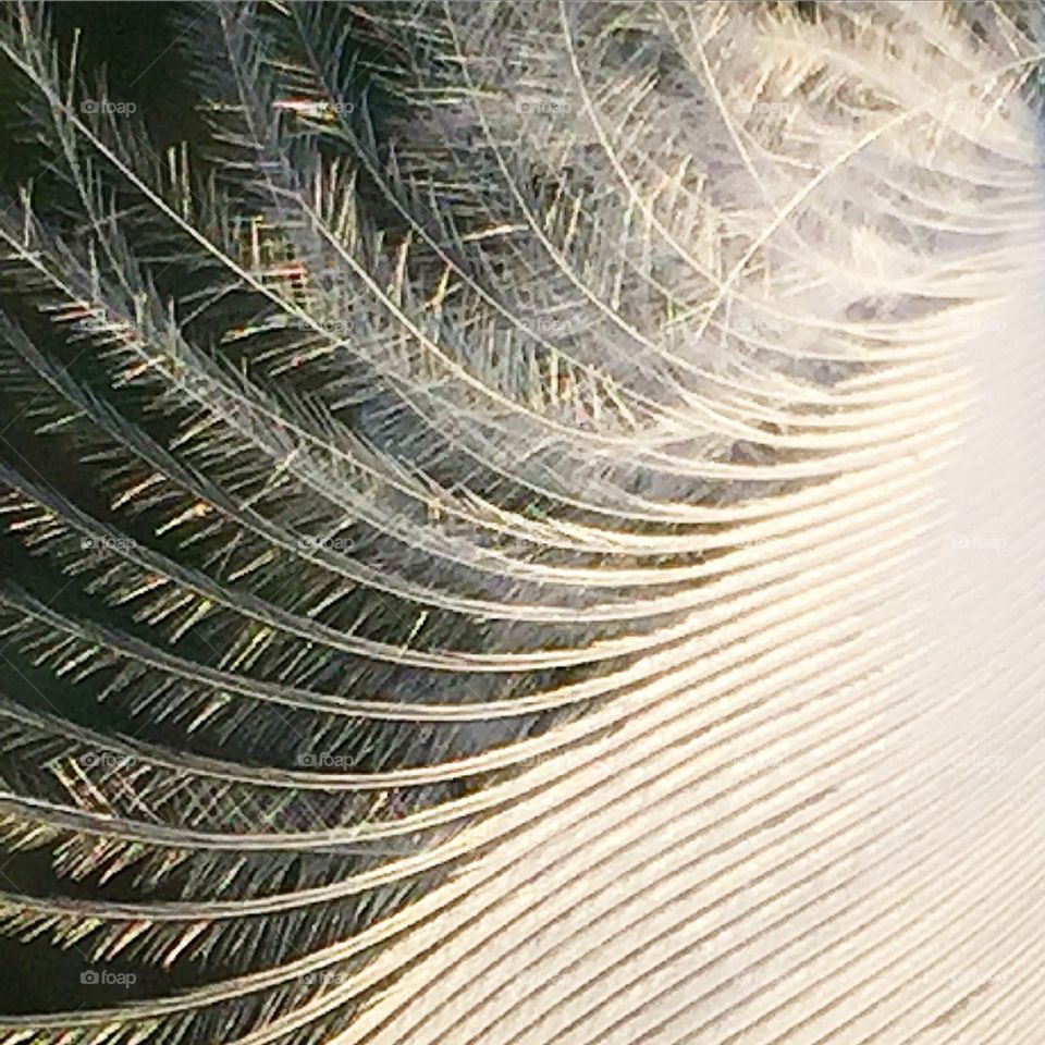Macro shot of the edge of a white feather