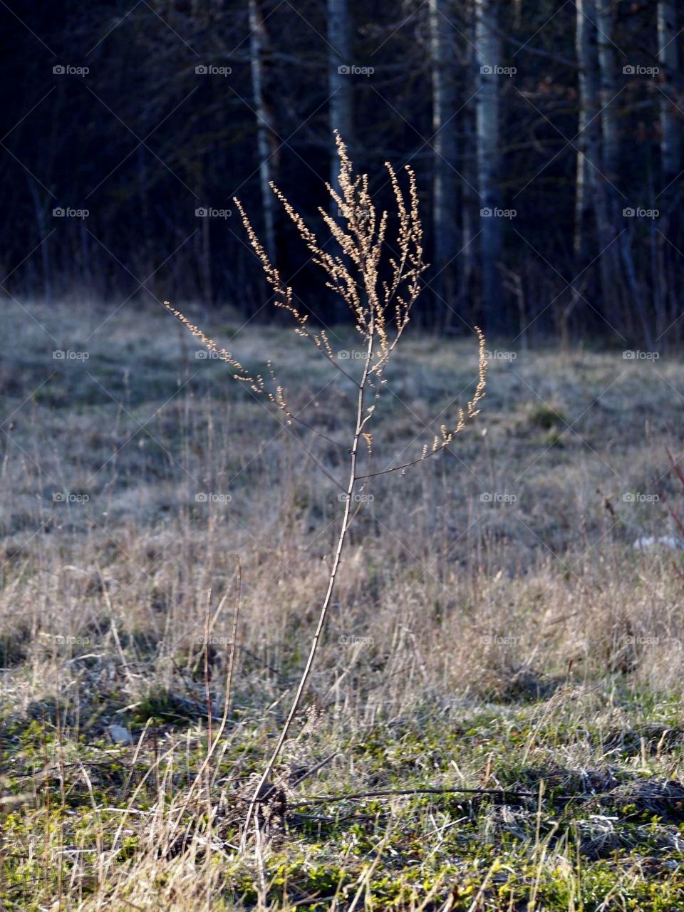 In the evening sunlight