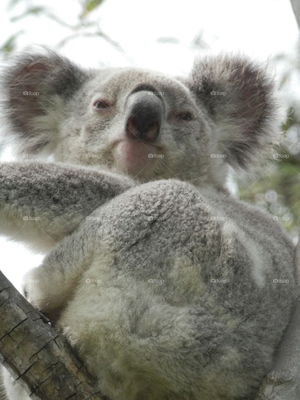 Koala