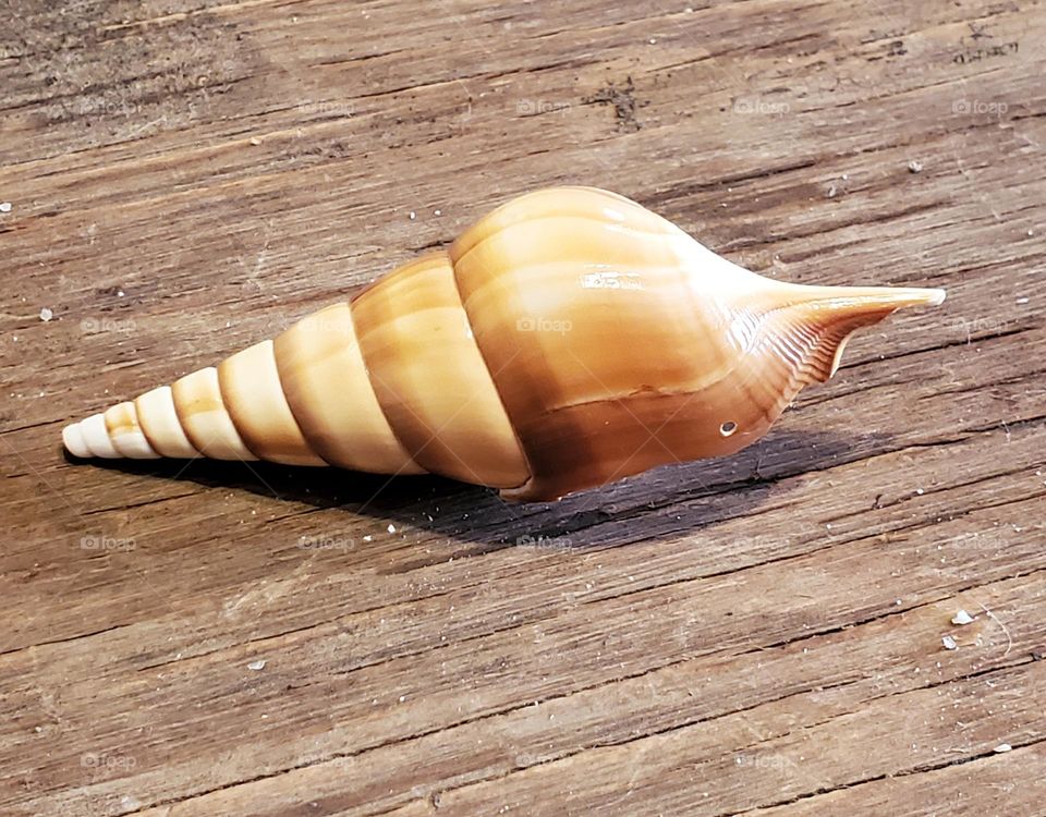Arabian Tibia Shell on Wood