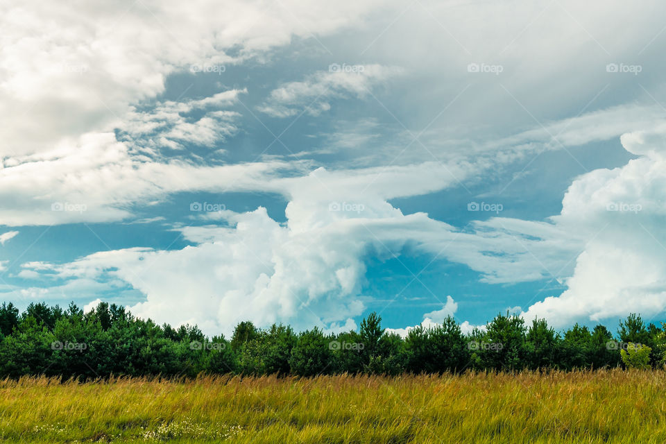 Field, pine trees, blue sky