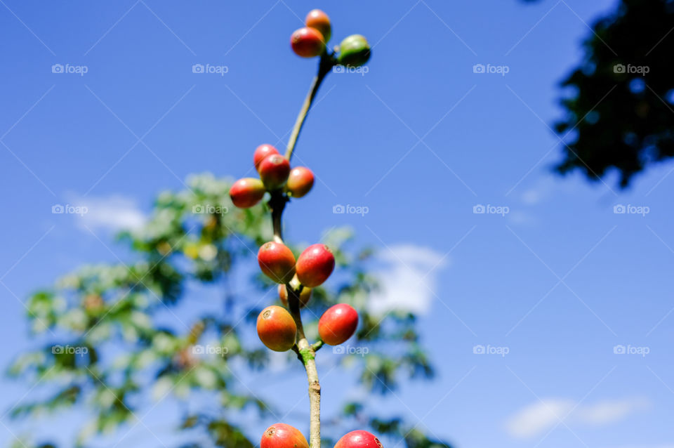 Coffee beans with blue sky