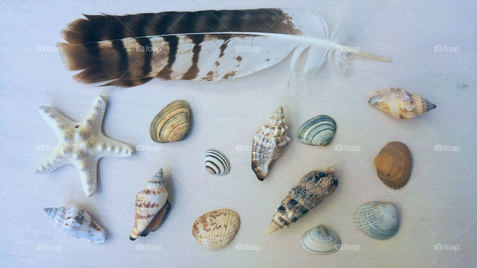 sea shells with sea. gull feather