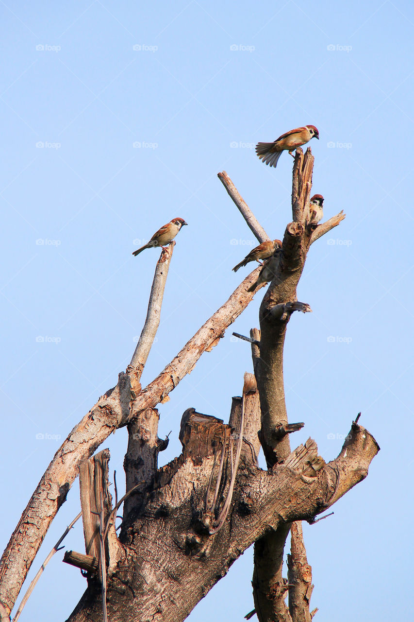birds on dead tree