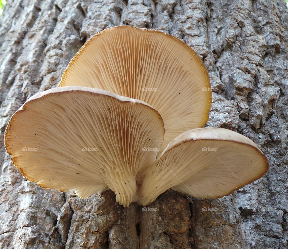 Mushrooms growing on tree