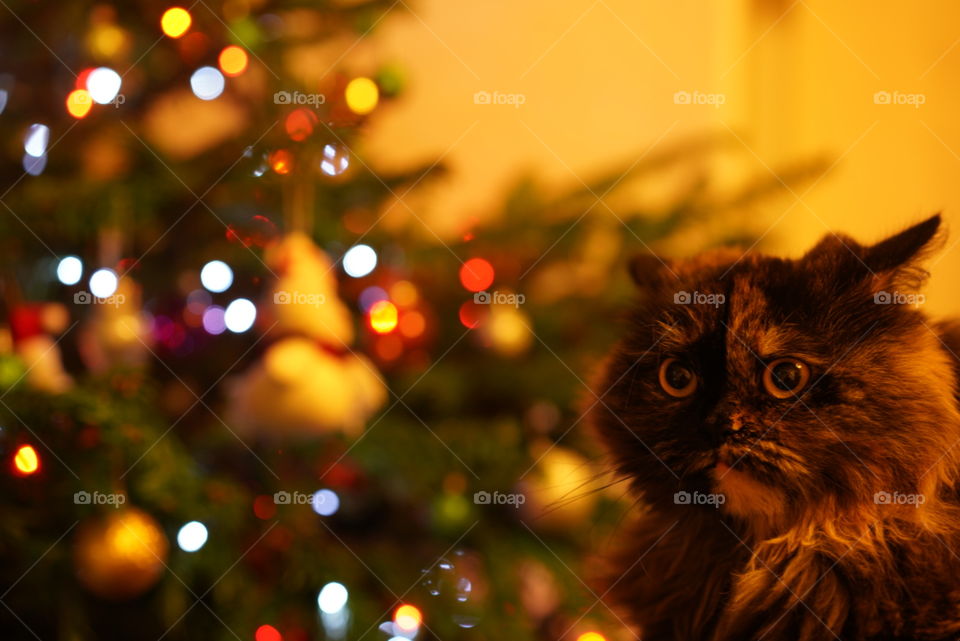 gato animal navidad