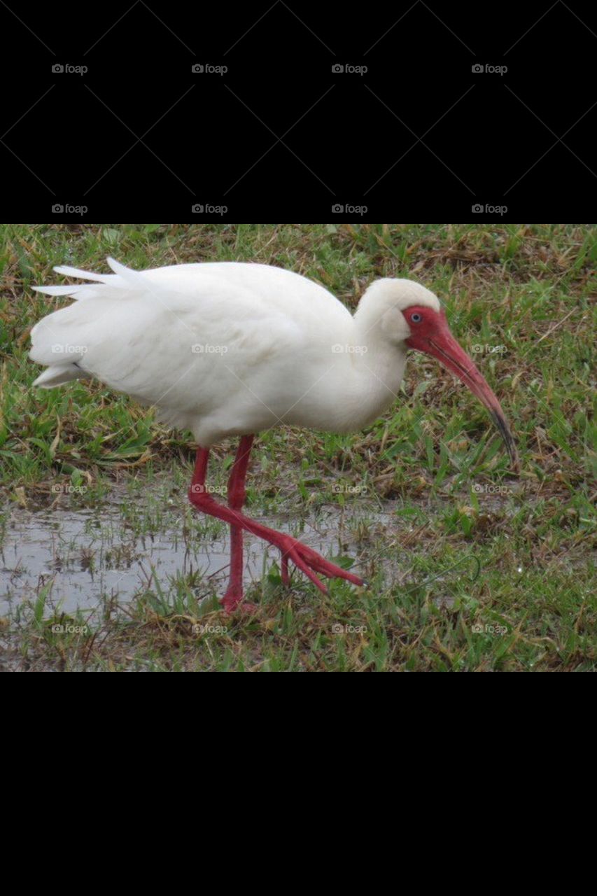 Ibis