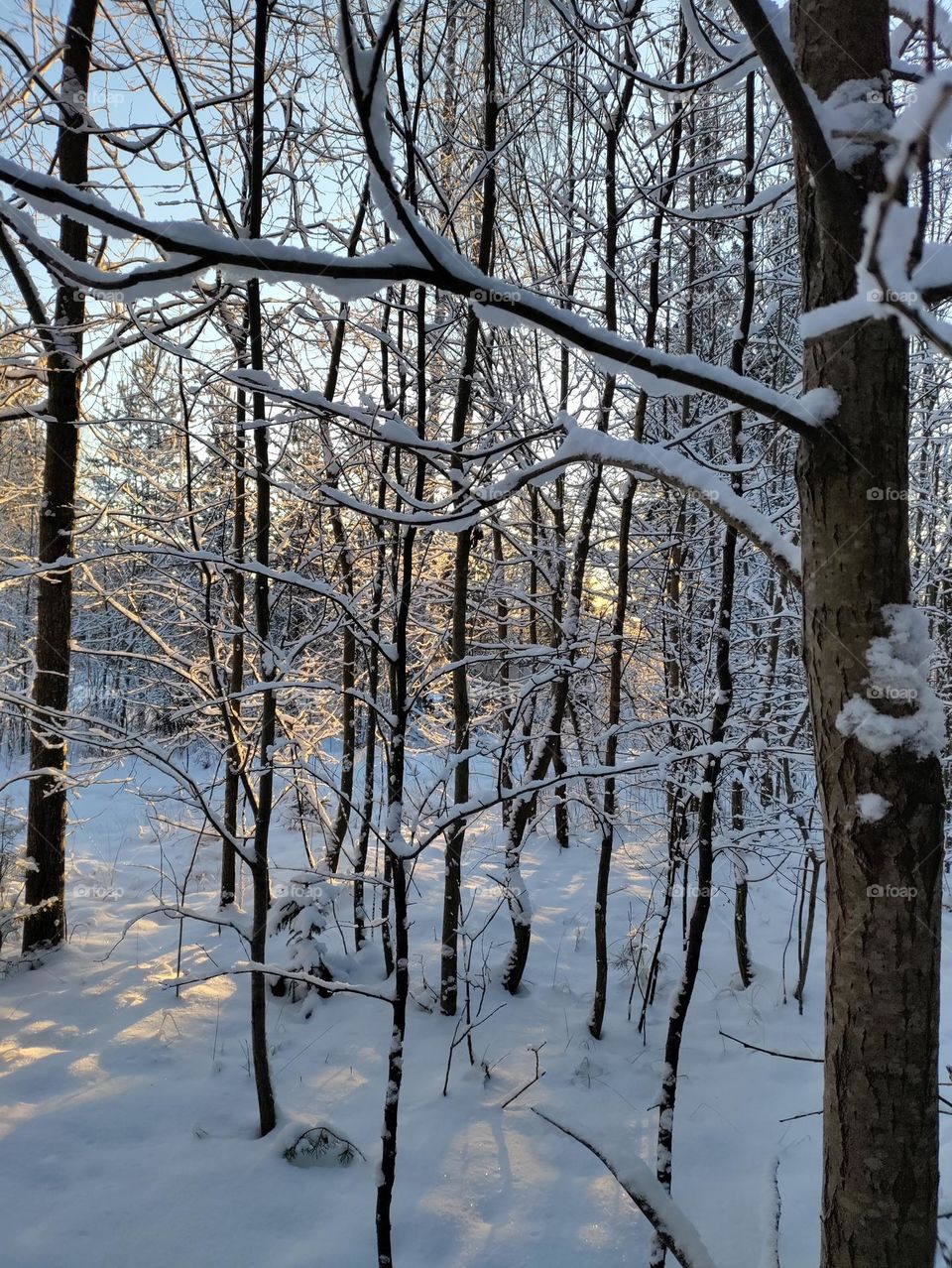 boxing day in the forest