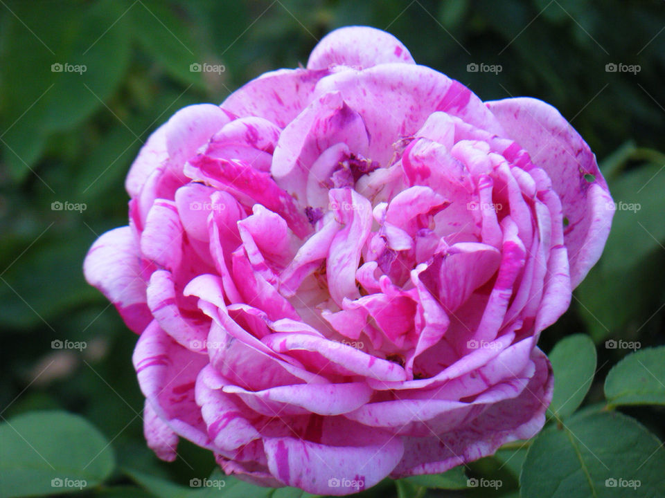 garden pink rose bloom by dixieyankee