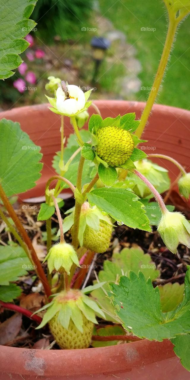 Strawberry Plant