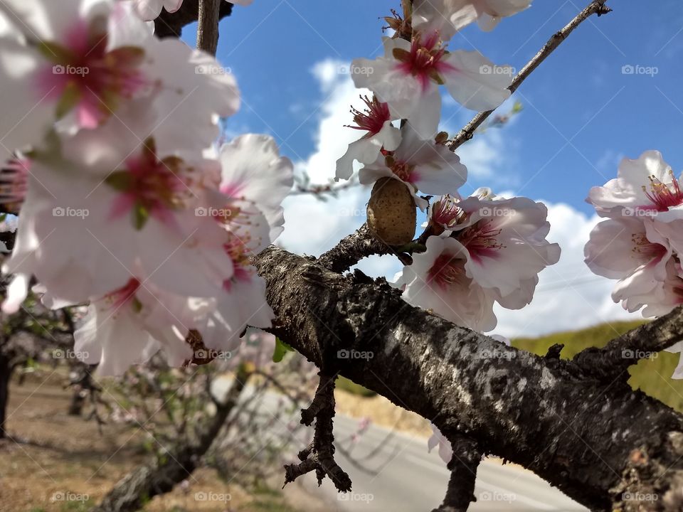 mandelblüte