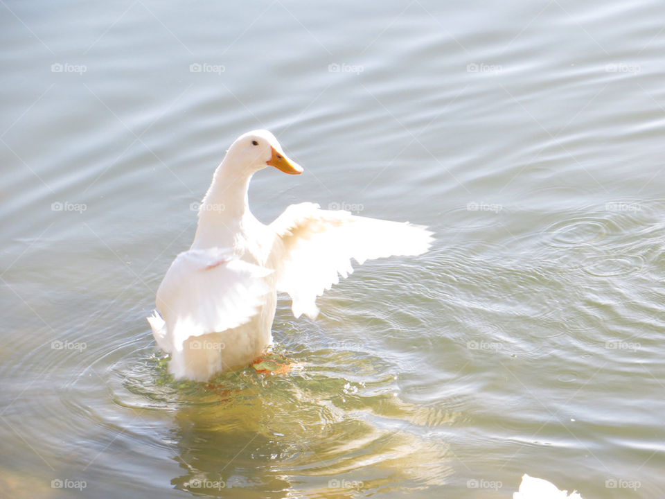 Enjoying a dip