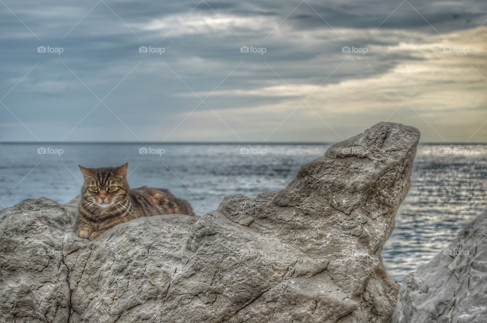 Cat enjoys the sunset