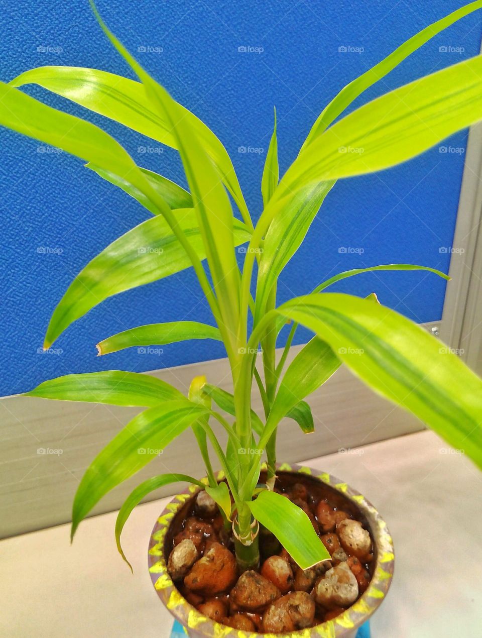 When I was working in PH, I have a seatmate who owns this plant. I remembered her putting it on the window side to get some sunlight in the morning.