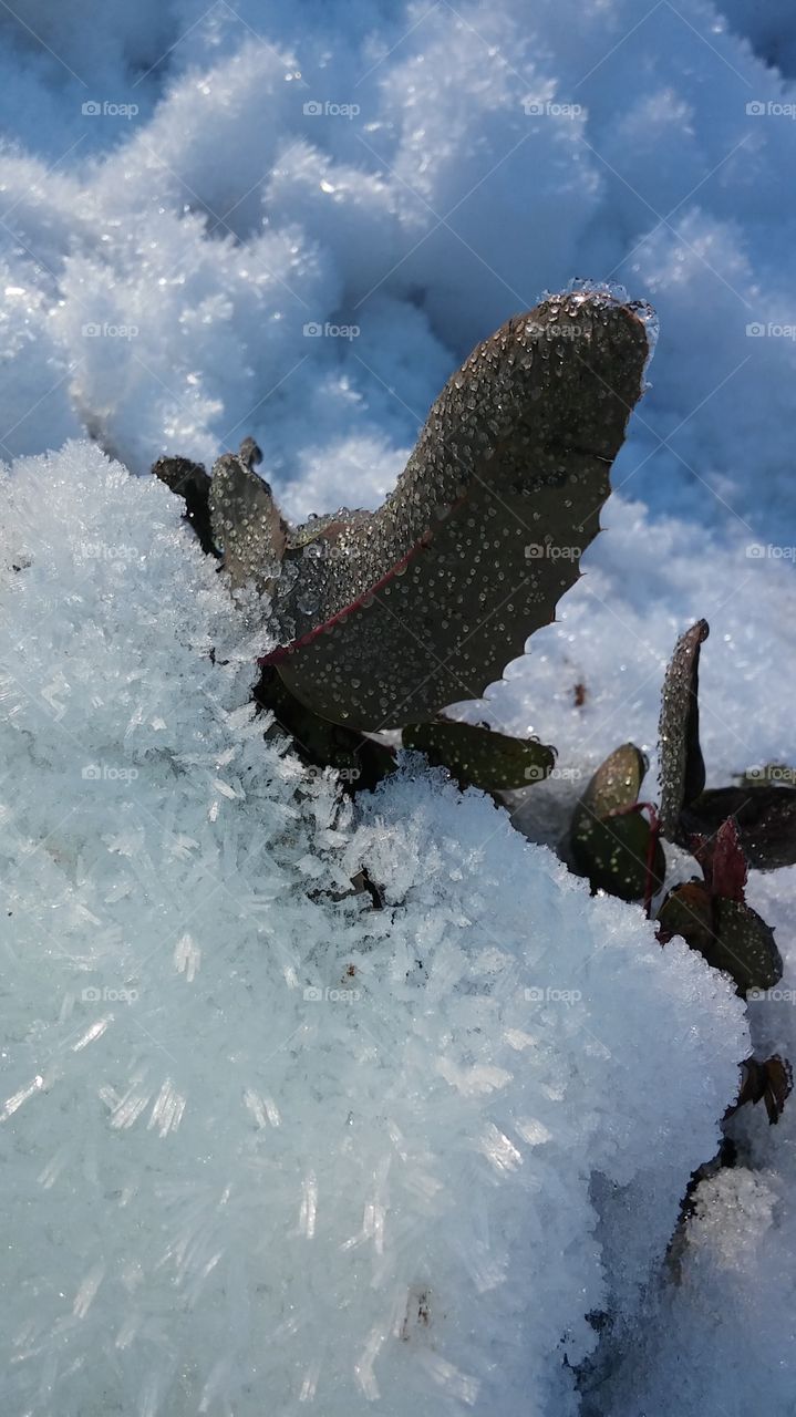 winter ice crystals