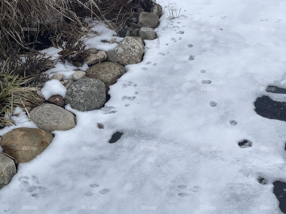 Rabbit and cat foot prints 