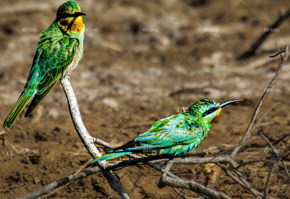 birds ready set......