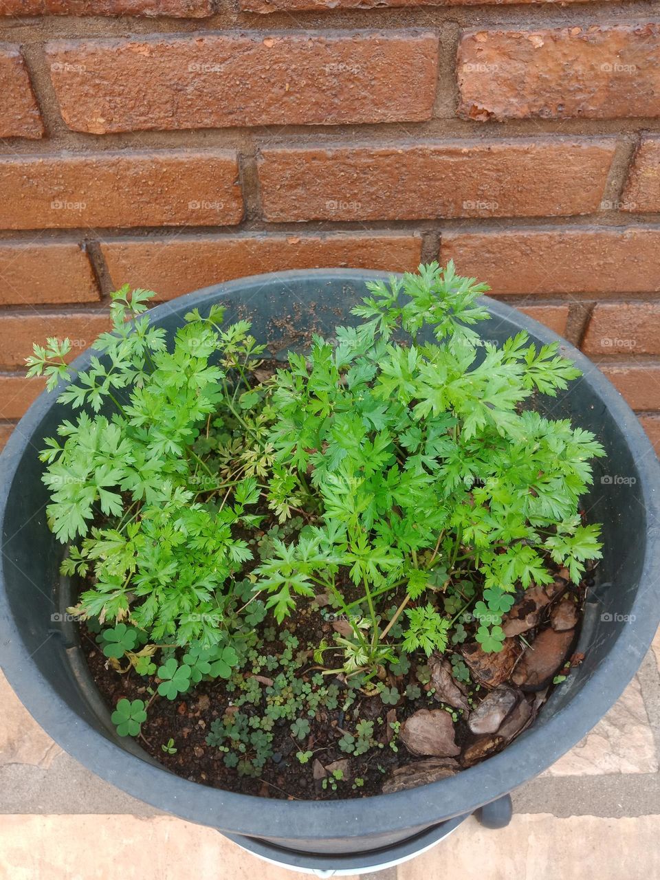 Parsley on a pot