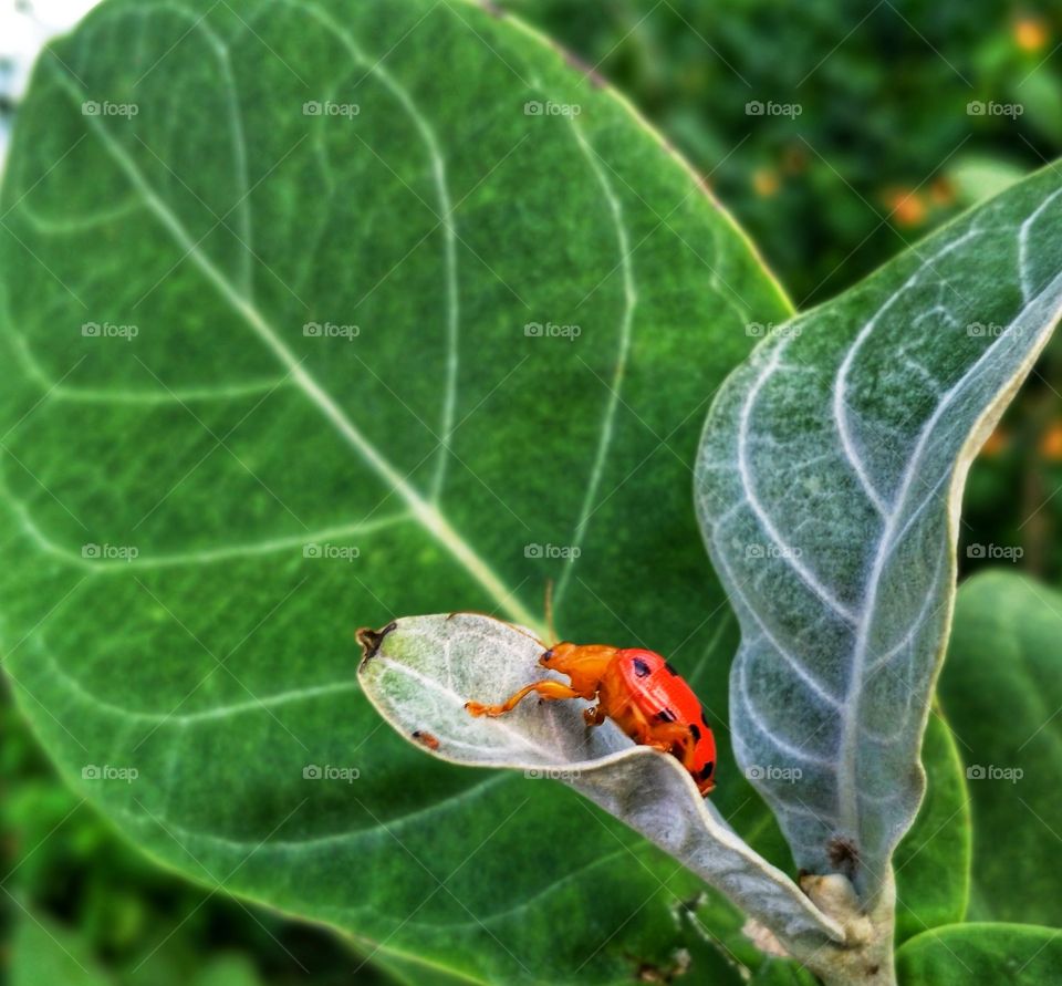 orange beetal climbing up a green leaf