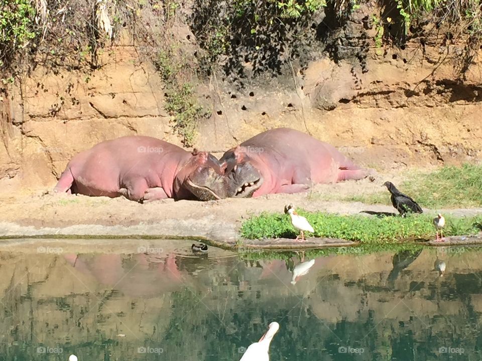 Happy hippos 