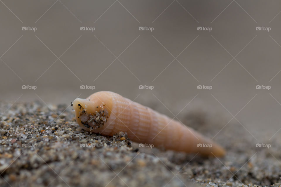 seasnail under sand