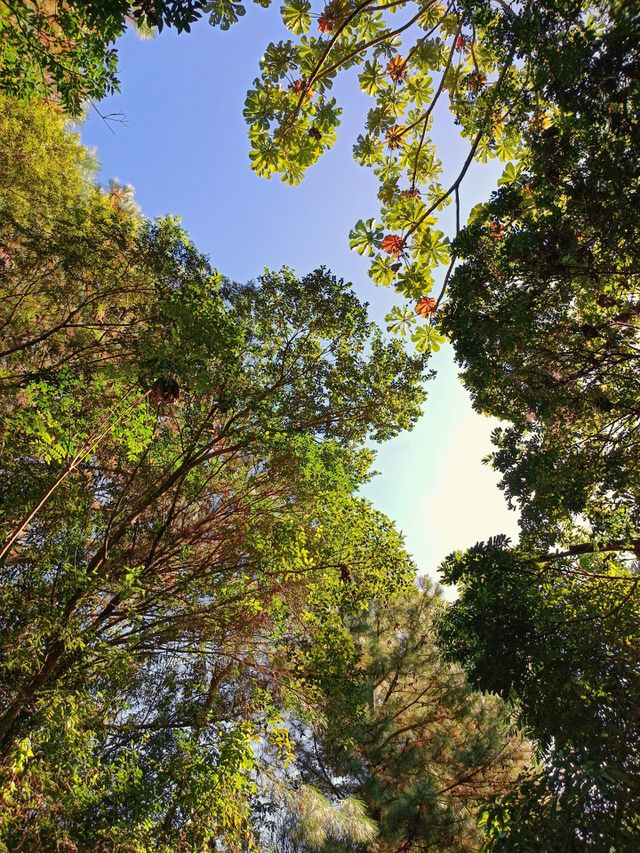 Forest treetops