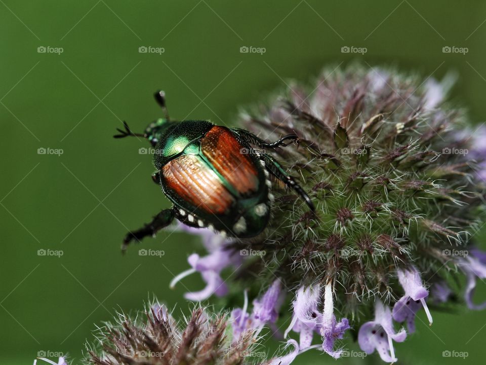 Japanese beatle