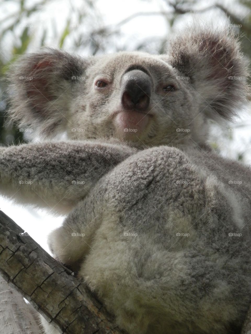 Koala