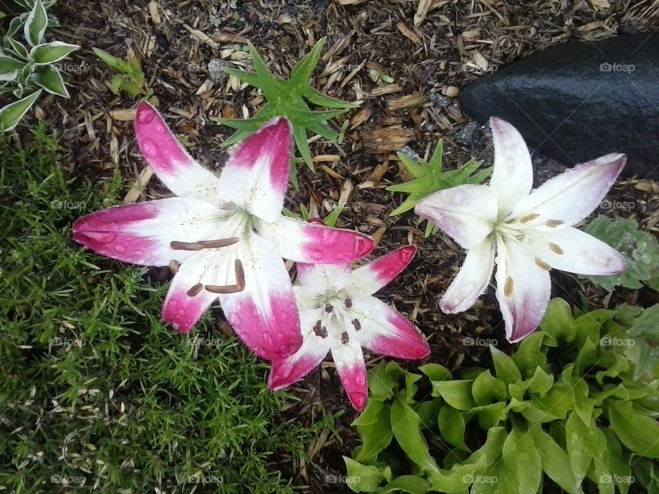 Lillies . My Garden
