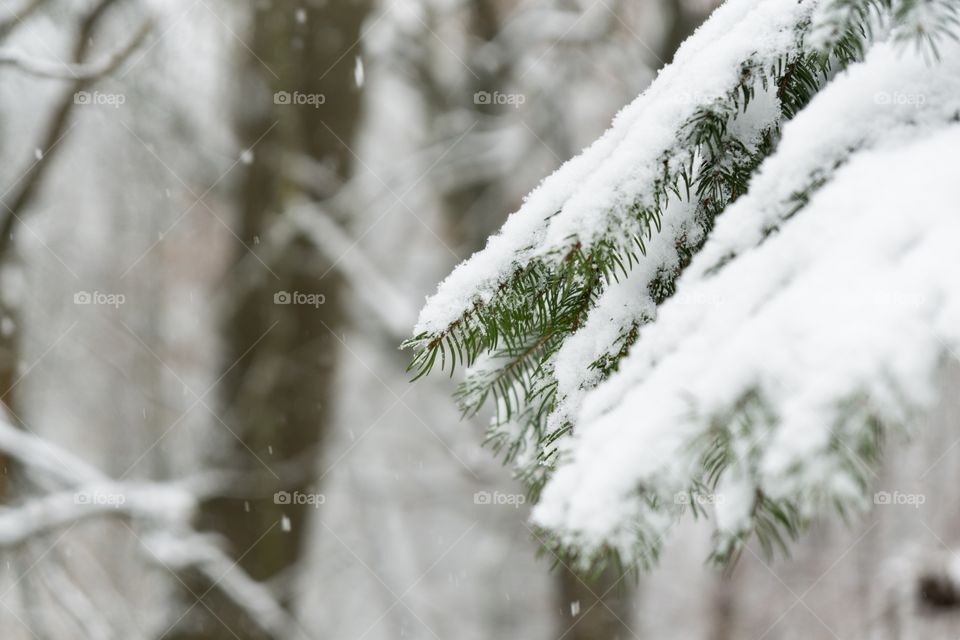 trees covered by snow during snowfall in winter. Slovakia