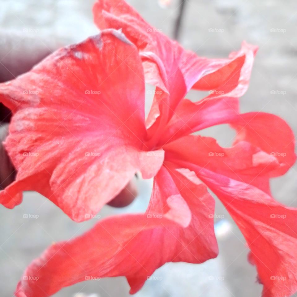 hibiscus flower