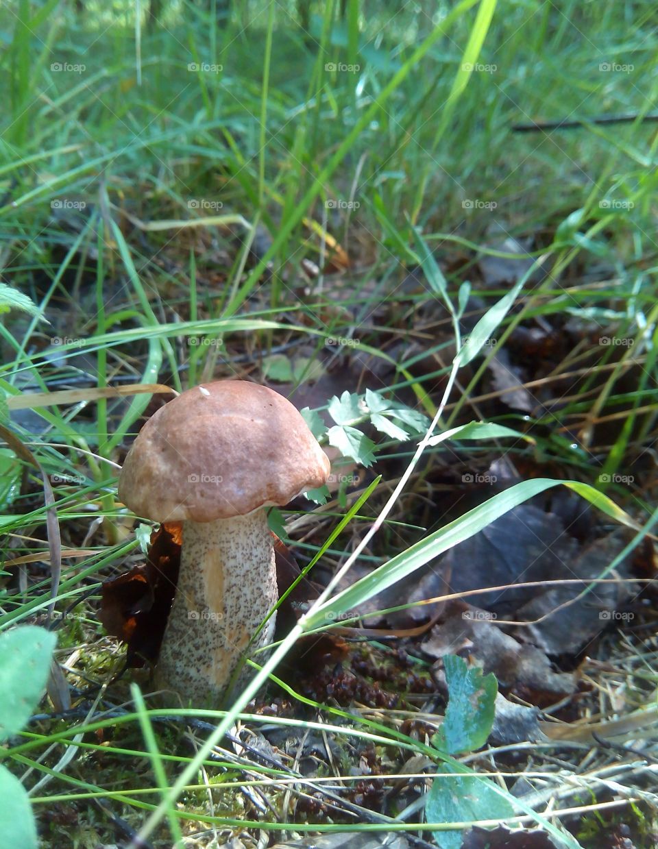 mushroom in forest