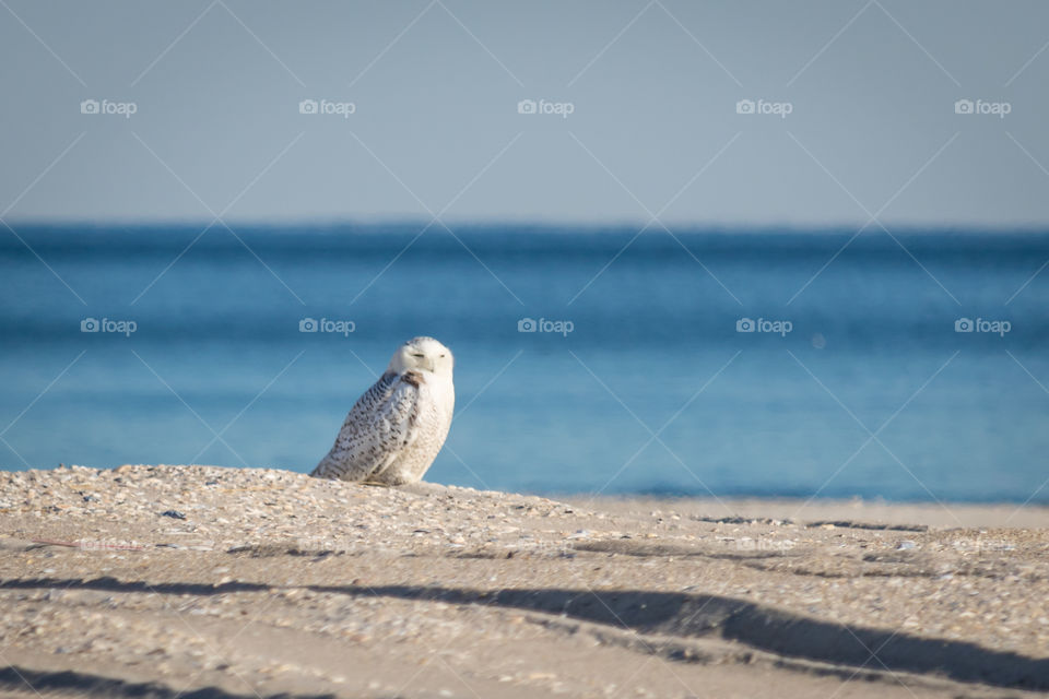 Snowy owl resting during the daytime, while on an east coast beach during their winter migration. 