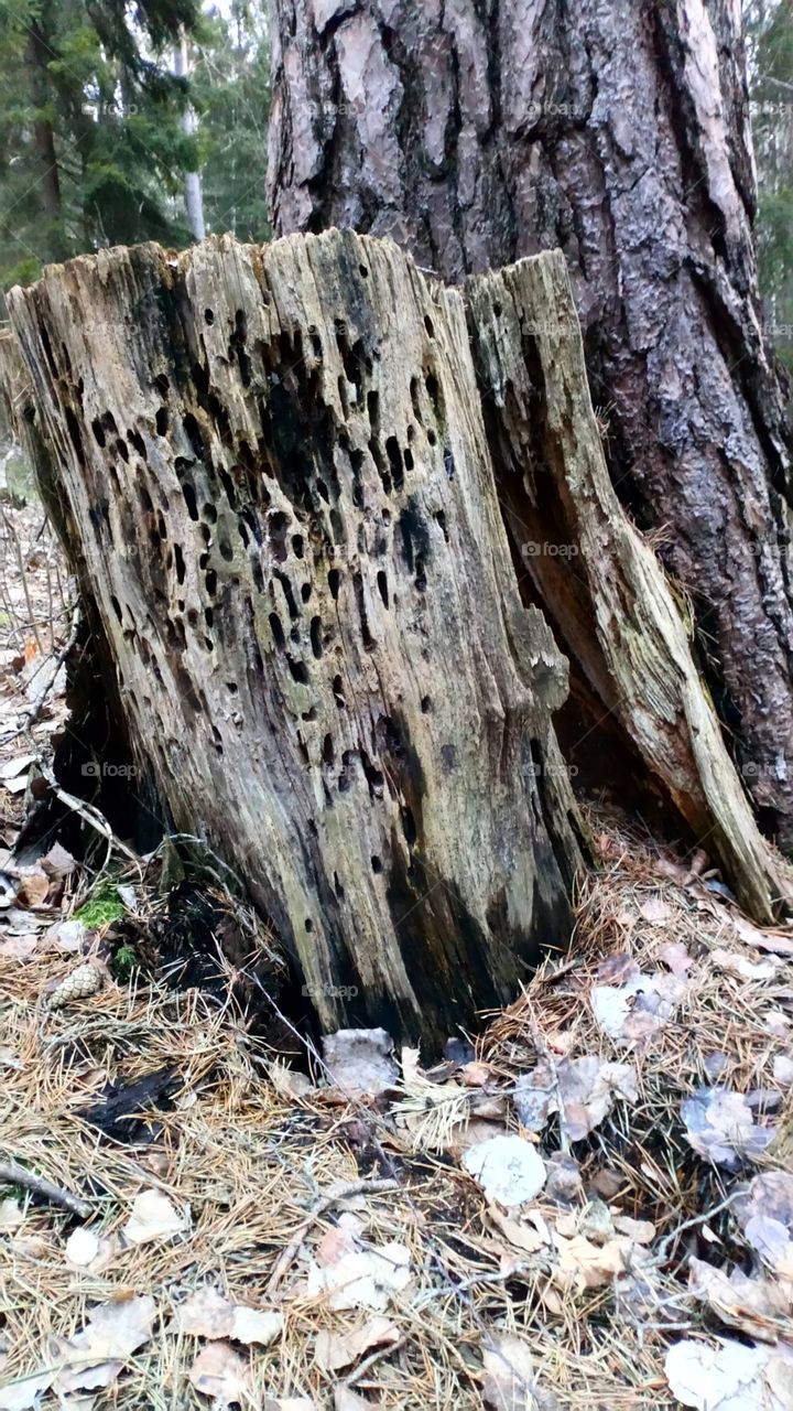 Wood, Tree, Nature, Bark, Environment