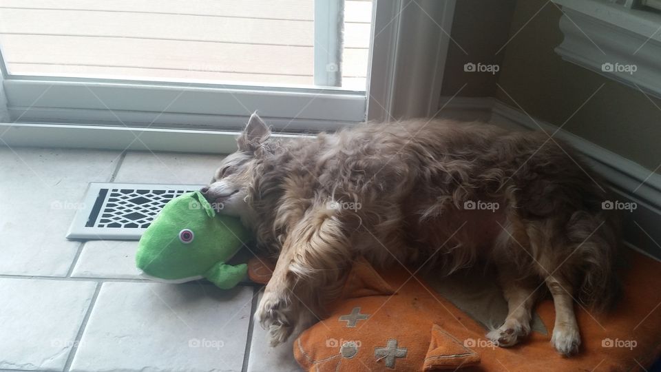 Snuggles with Toys