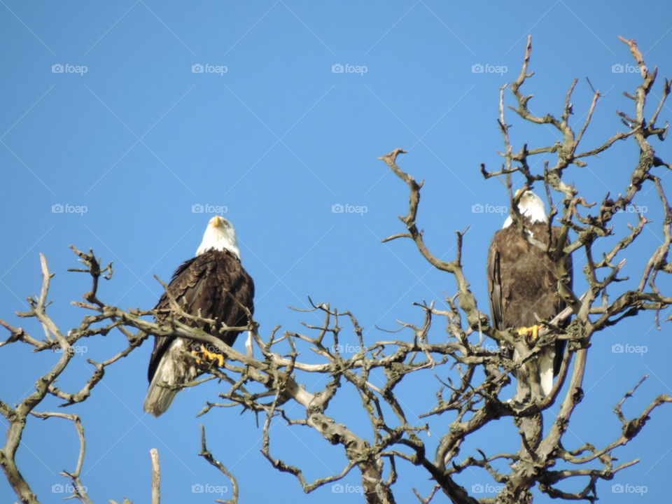 2 American Bald Eagles.