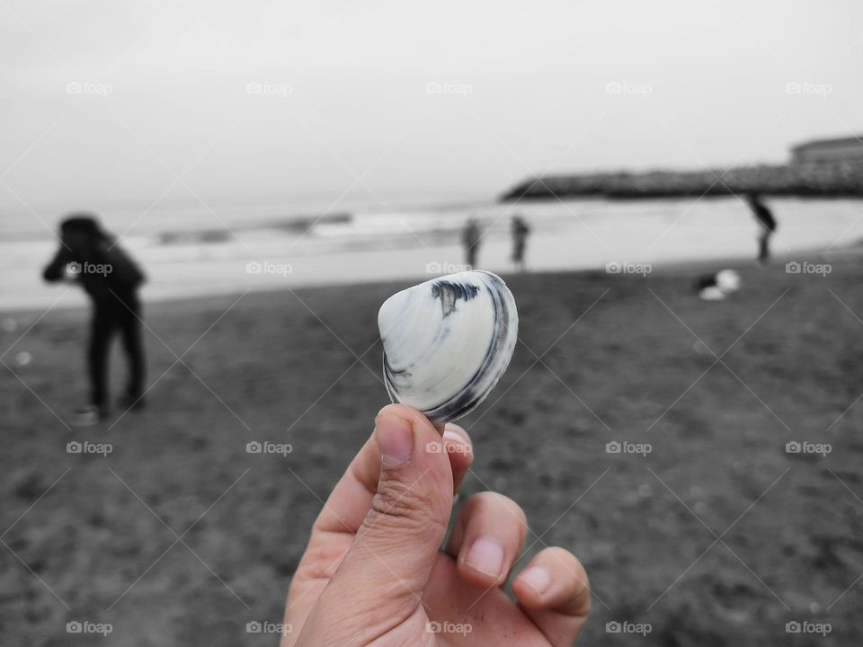 small sea shell