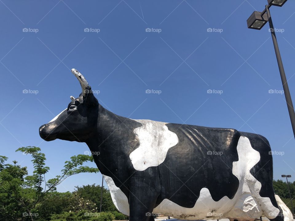 A very  very large cow against a blue sky. 