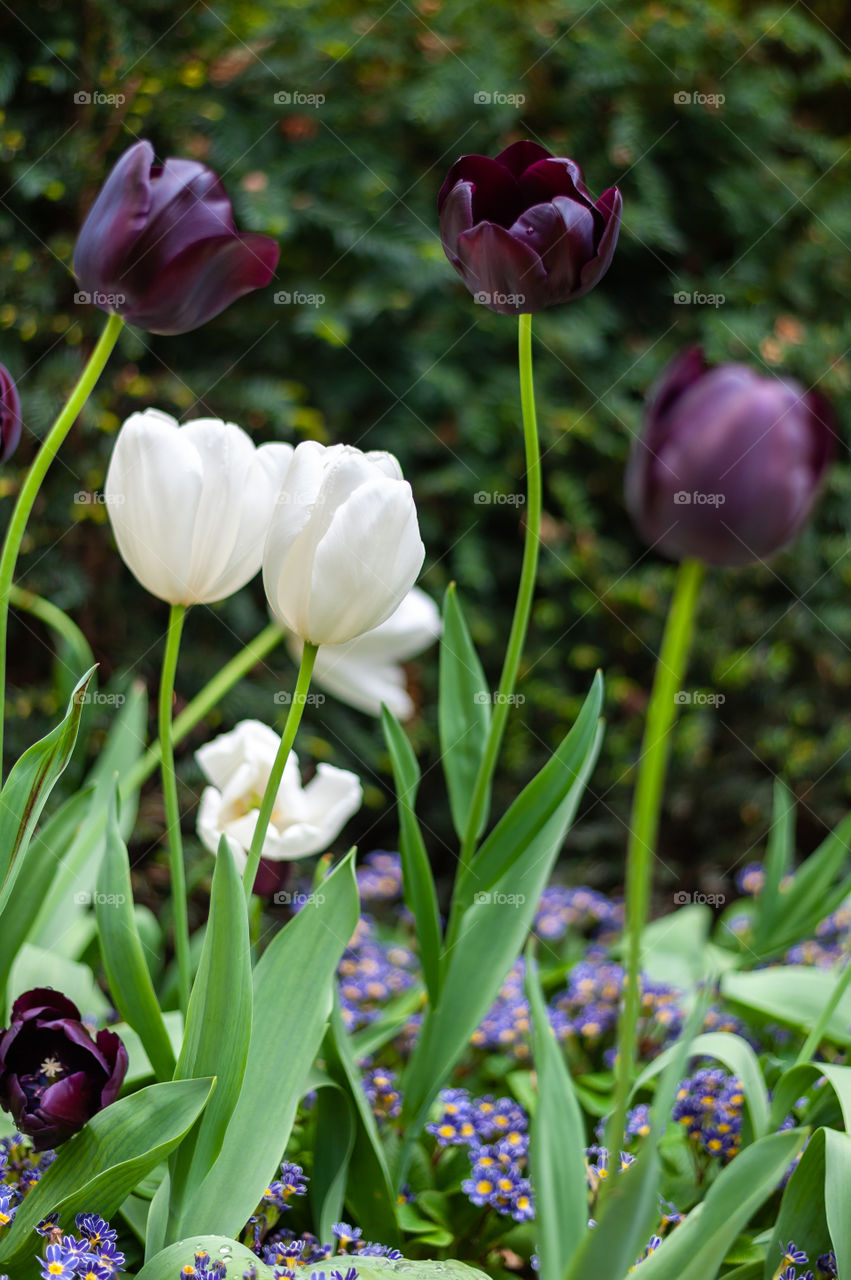 Purple and white blooming tulips.