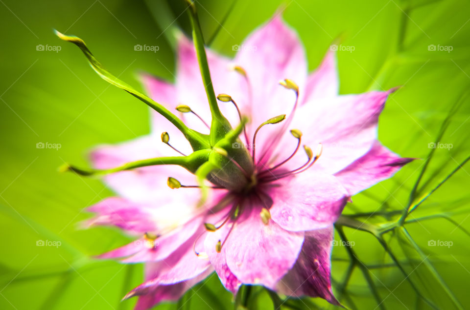 macro photo of a pink weed flower