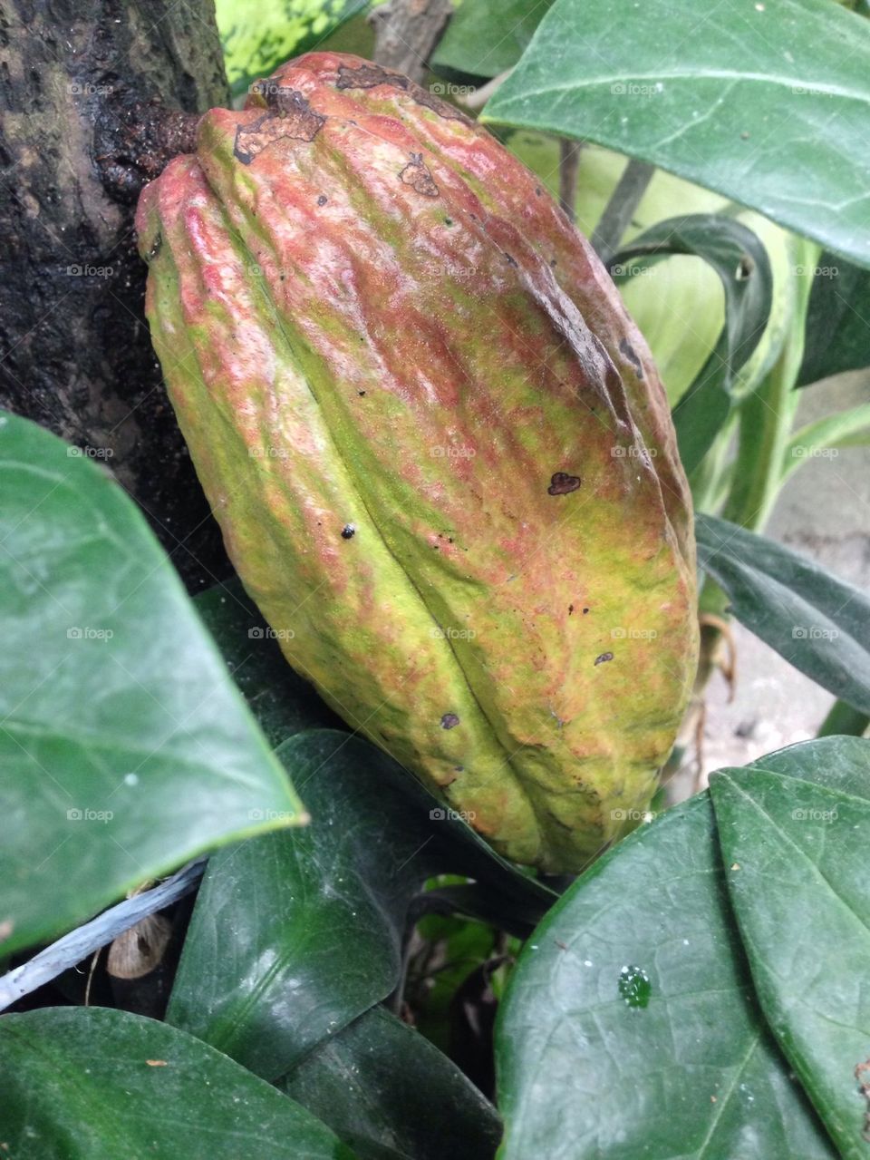Cacao