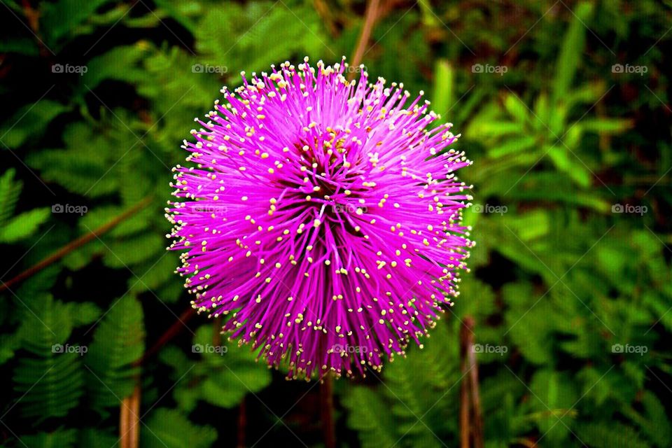 Sunshine Mimosa ground cover 