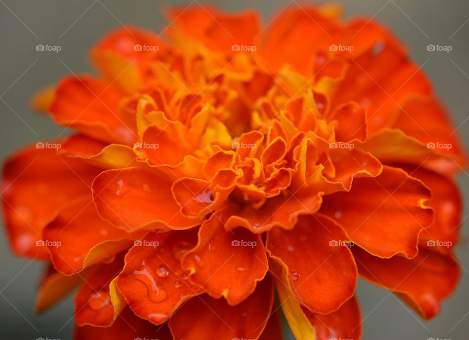 Orange flower after rain shower